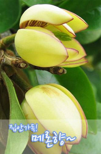 ǰ 